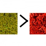 yeast-greater-than-bacteria-copy2 Microscopes are neato.