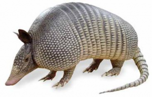armadillo1 What? I'm an aRmaDillo, you retard.
